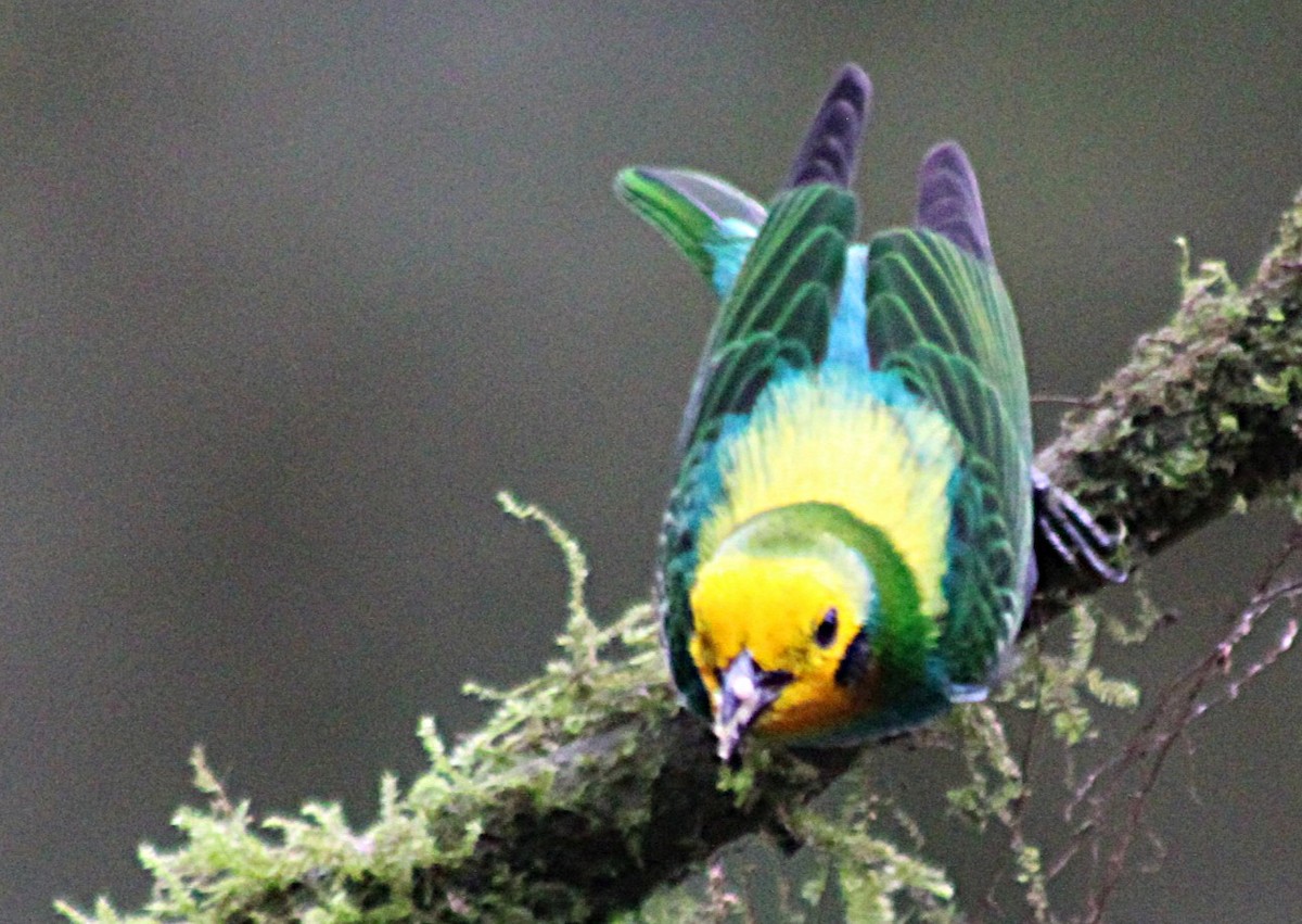 Schwarzohr-Bunttangare - ML646187875