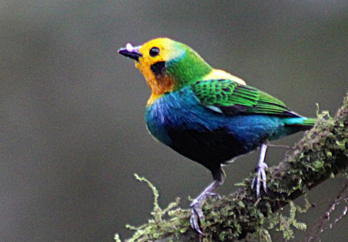 Schwarzohr-Bunttangare - ML646187876