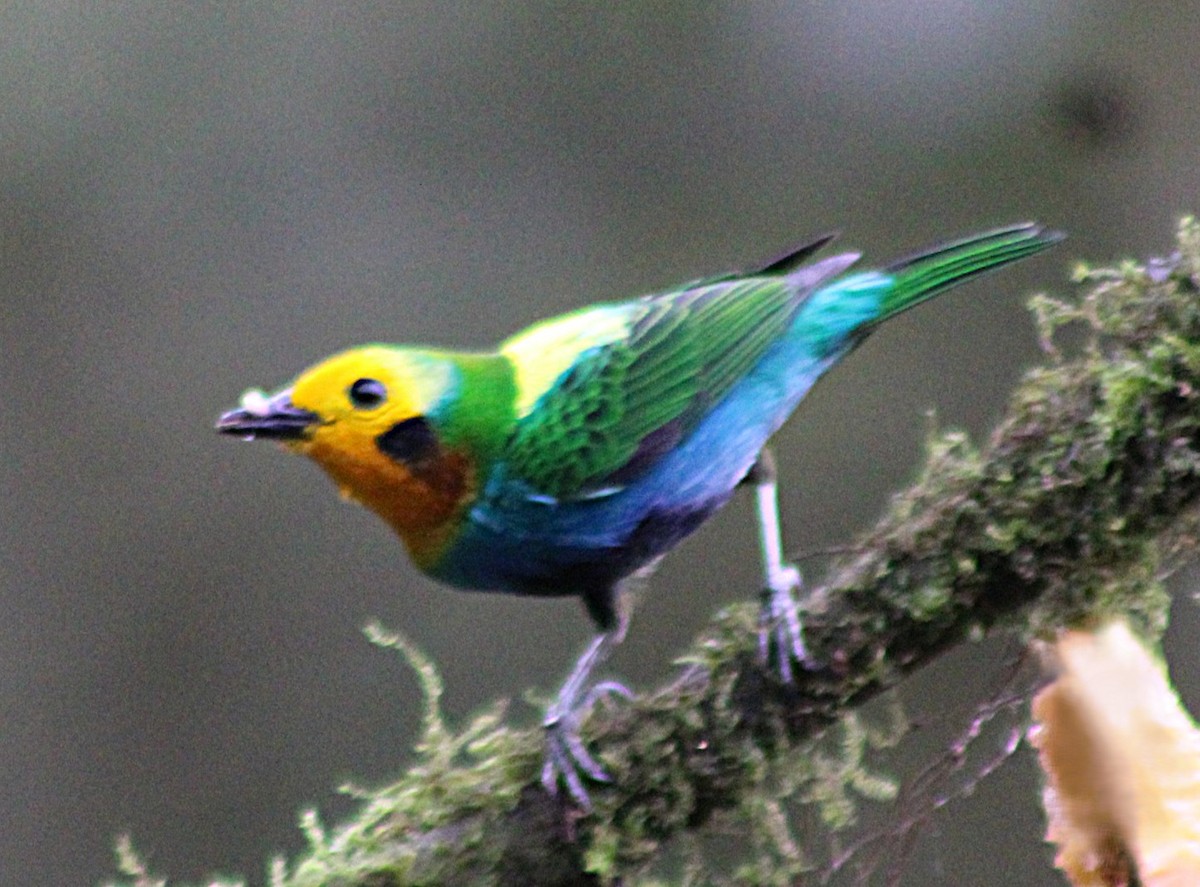 Schwarzohr-Bunttangare - ML646187877