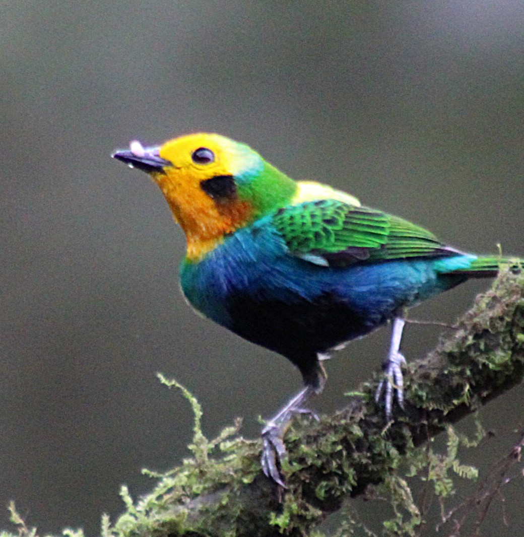 Schwarzohr-Bunttangare - ML646187878