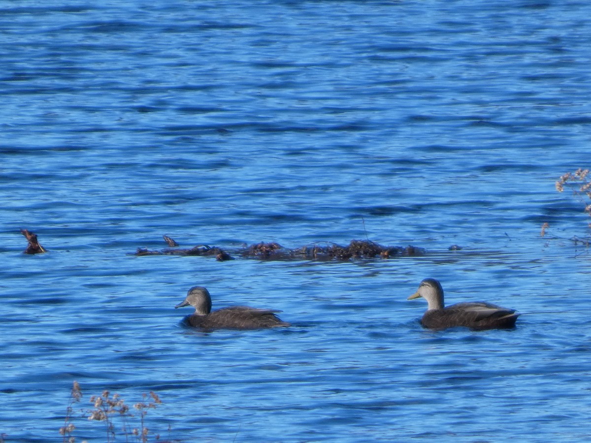 kachna tmavá - ML646187879