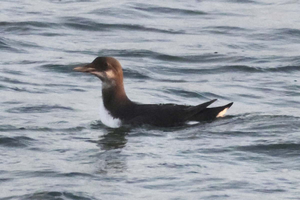 Thick-billed/Common Murre - ML646187885