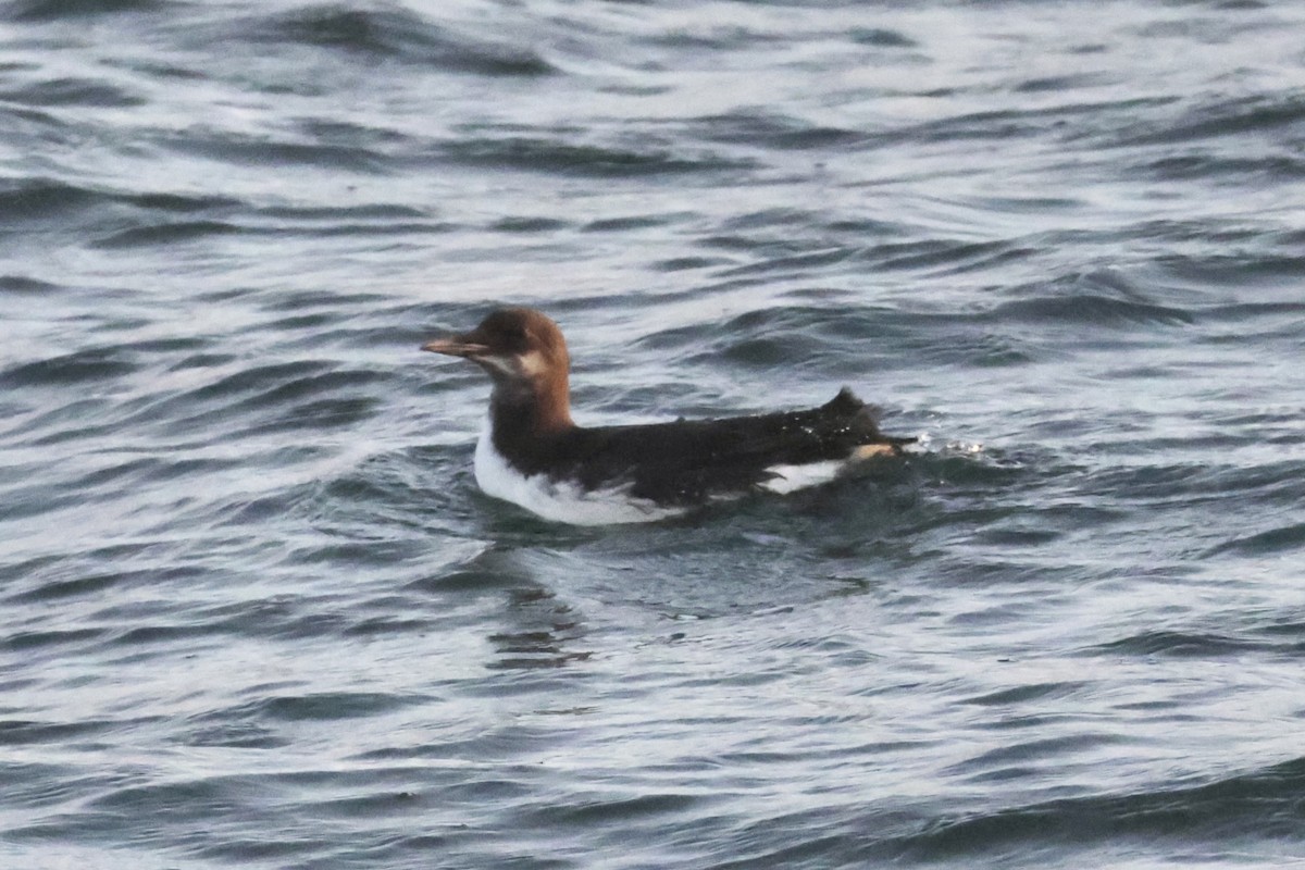 Thick-billed/Common Murre - ML646187886