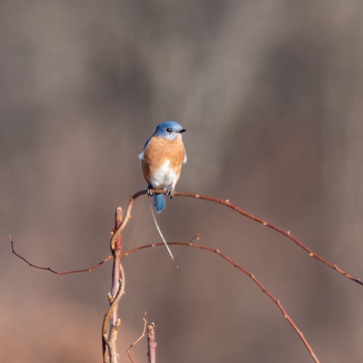 Eastern Bluebird - ML646187888