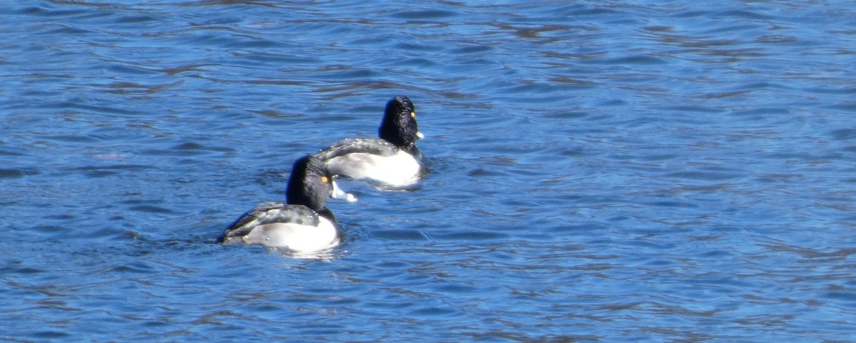 polák proužkozobý - ML646187889