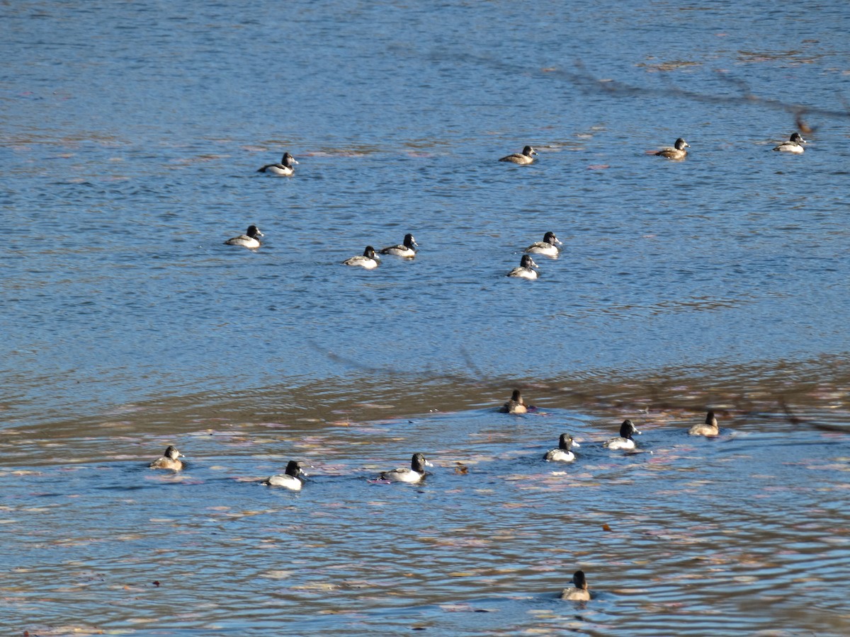 polák proužkozobý - ML646187890