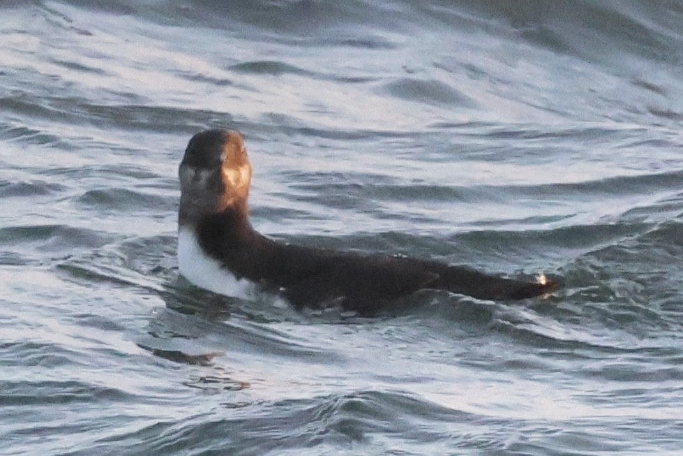 Thick-billed/Common Murre - ML646187891