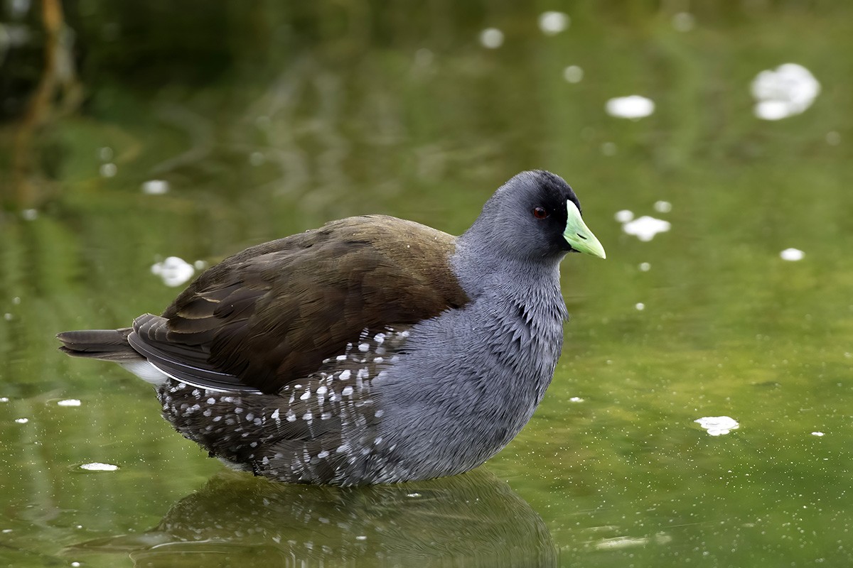 Spot-flanked Gallinule - ML646187896