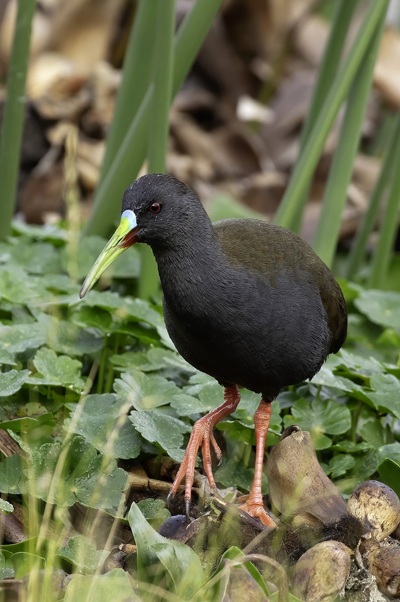 Plumbeous Rail - ML646187898