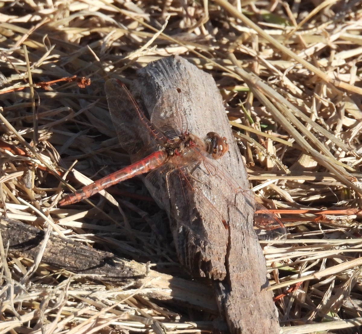 Variegated Meadowhawk - ML646187903