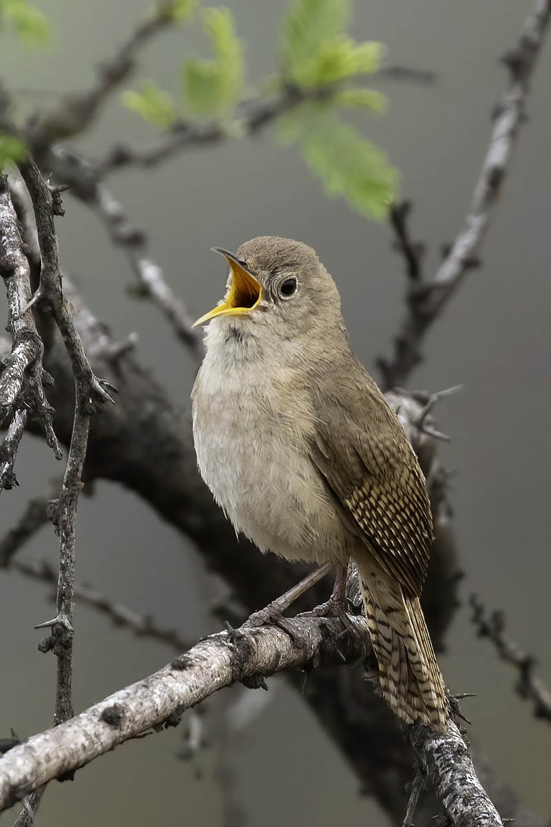 Southern House Wren - ML646187928