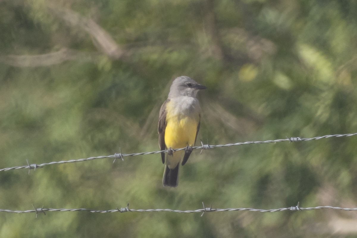 Western Kingbird - ML646187929