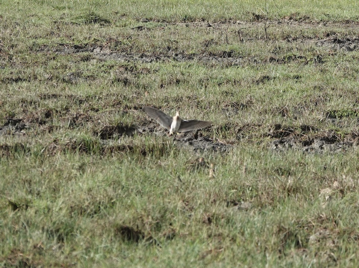 ハリオシギ - ML646187930