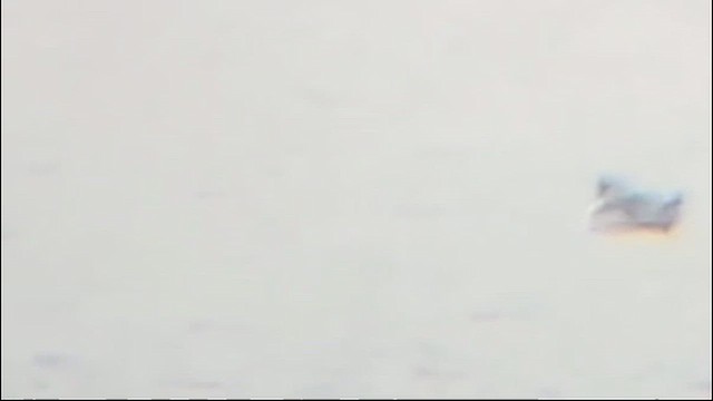 Black-legged Kittiwake - ML646187931