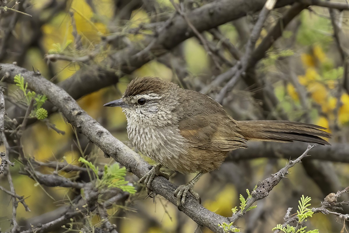 Dusky-tailed Canastero - ML646187933