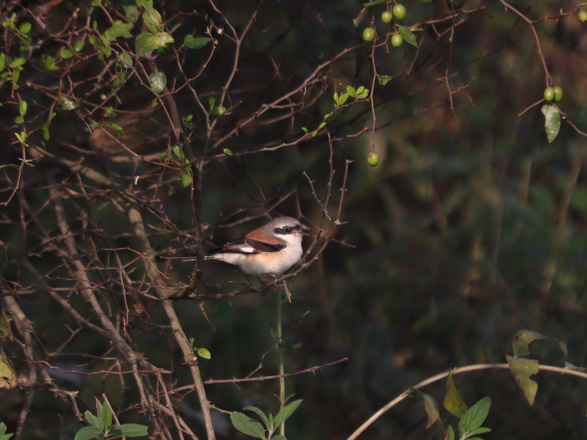 Bay-backed Shrike - ML646187934