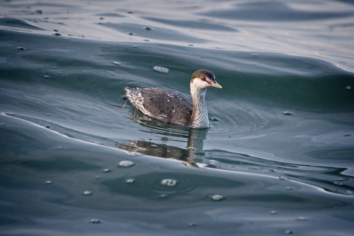 Horned Grebe - ML646187936