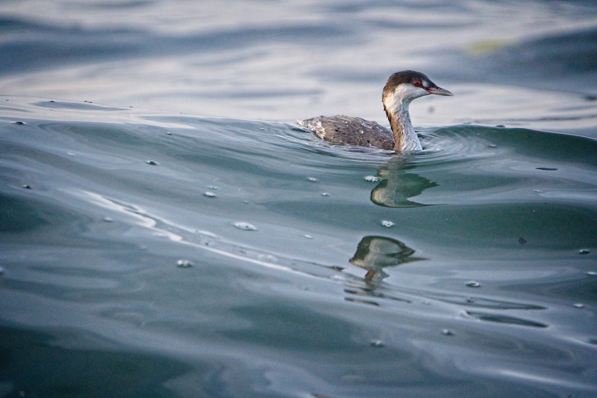 Horned Grebe - ML646187937