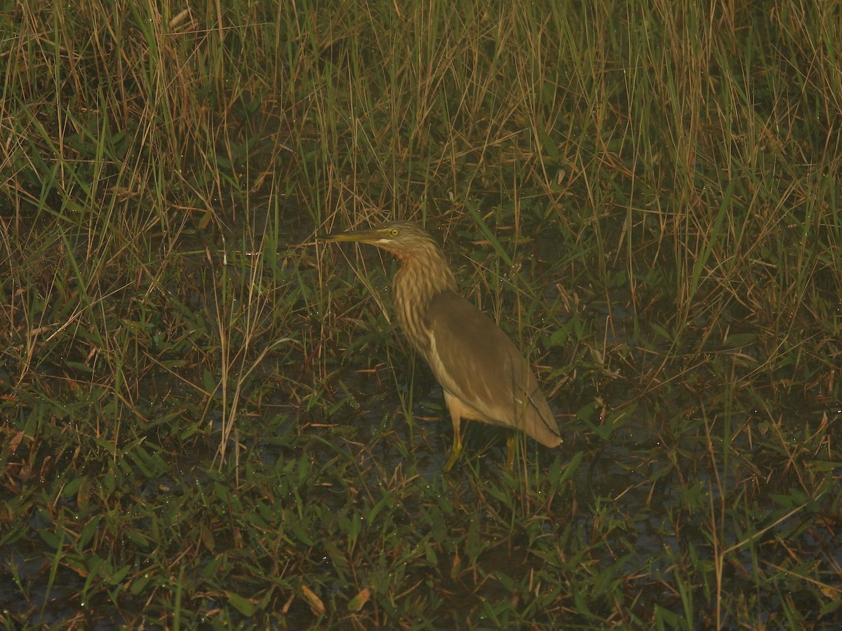 Hint Alaca Balıkçılı - ML646187940