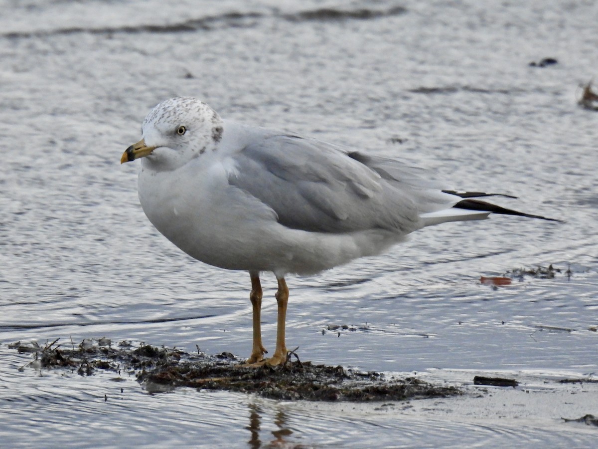 Ring-billed Gull - ML646187946