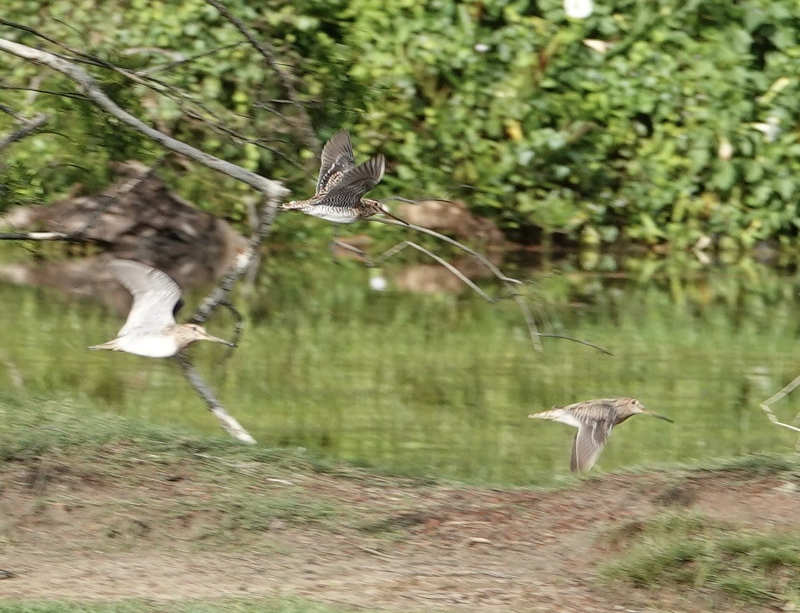 ハリオシギ - ML646187950