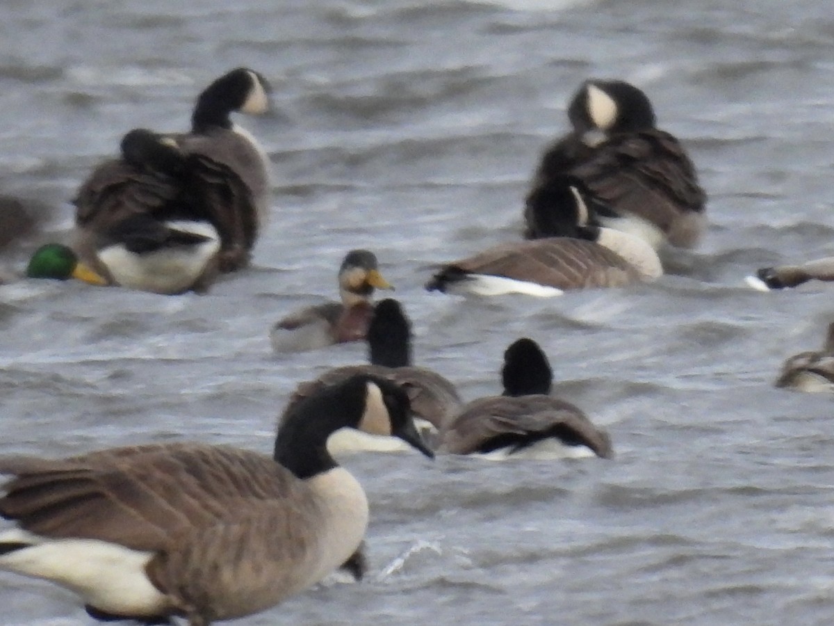 Mallard x American Black Duck (hybrid) - ML646187951