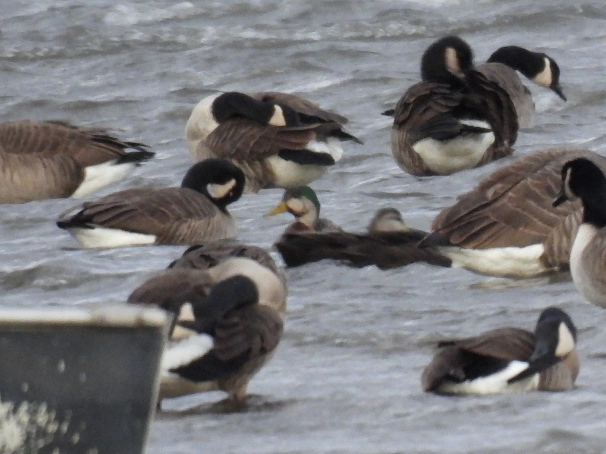Mallard x American Black Duck (hybrid) - ML646187952