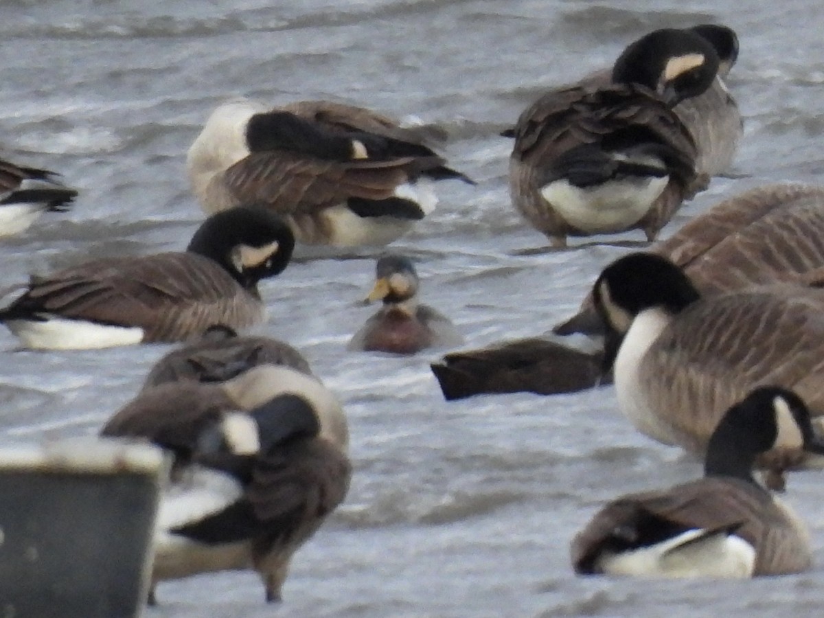 Mallard x American Black Duck (hybrid) - ML646187953