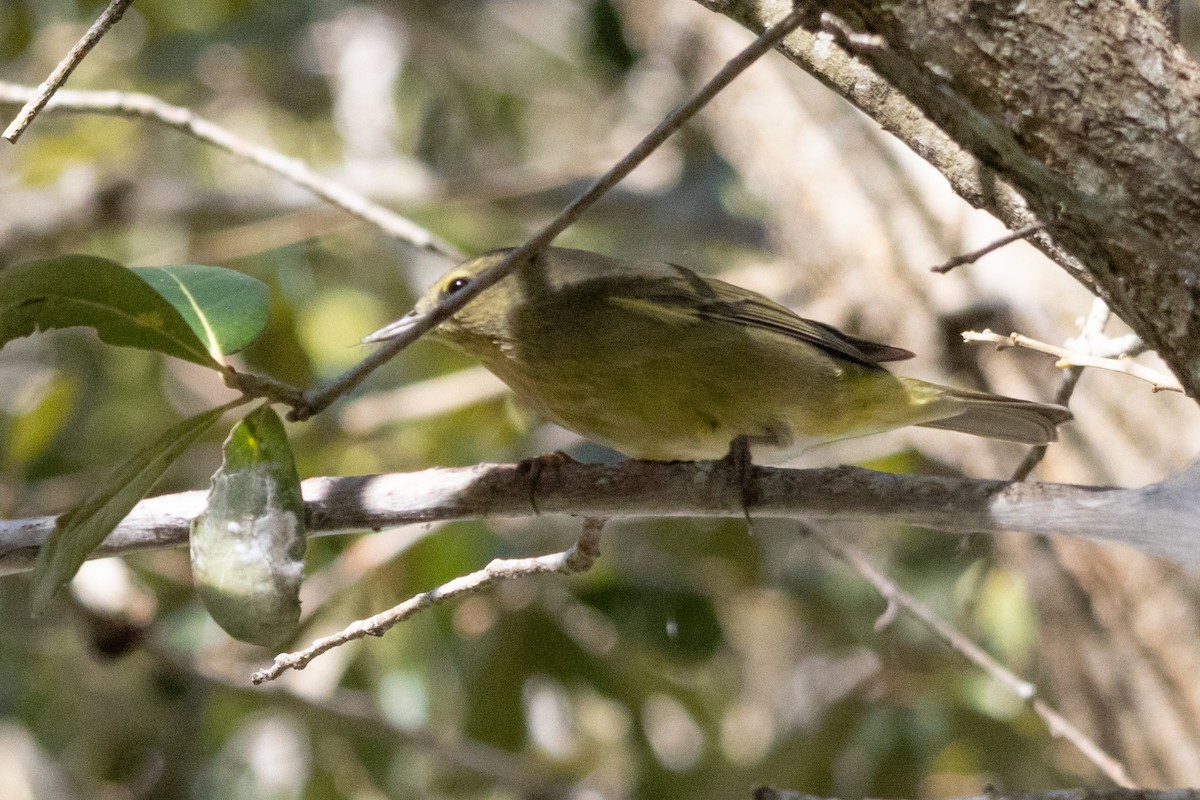 Orange-crowned Warbler - ML646187954