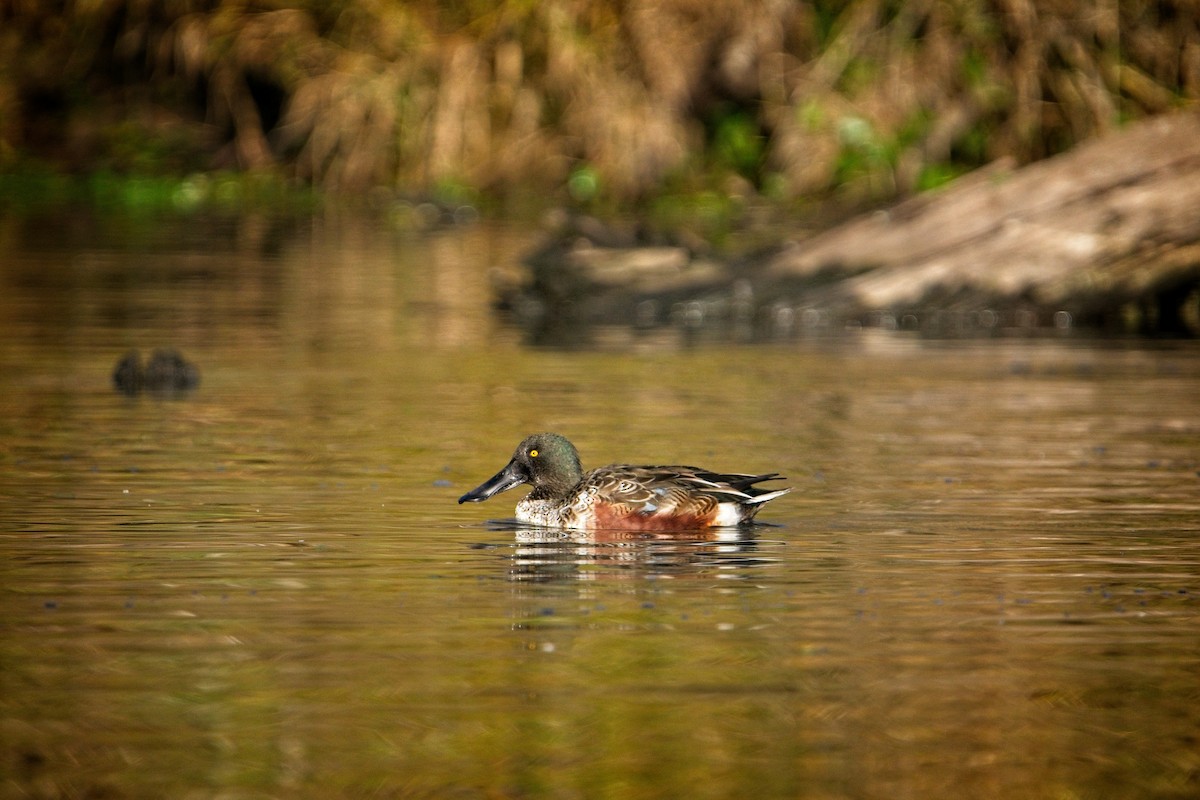 Northern Shoveler - ML646187955