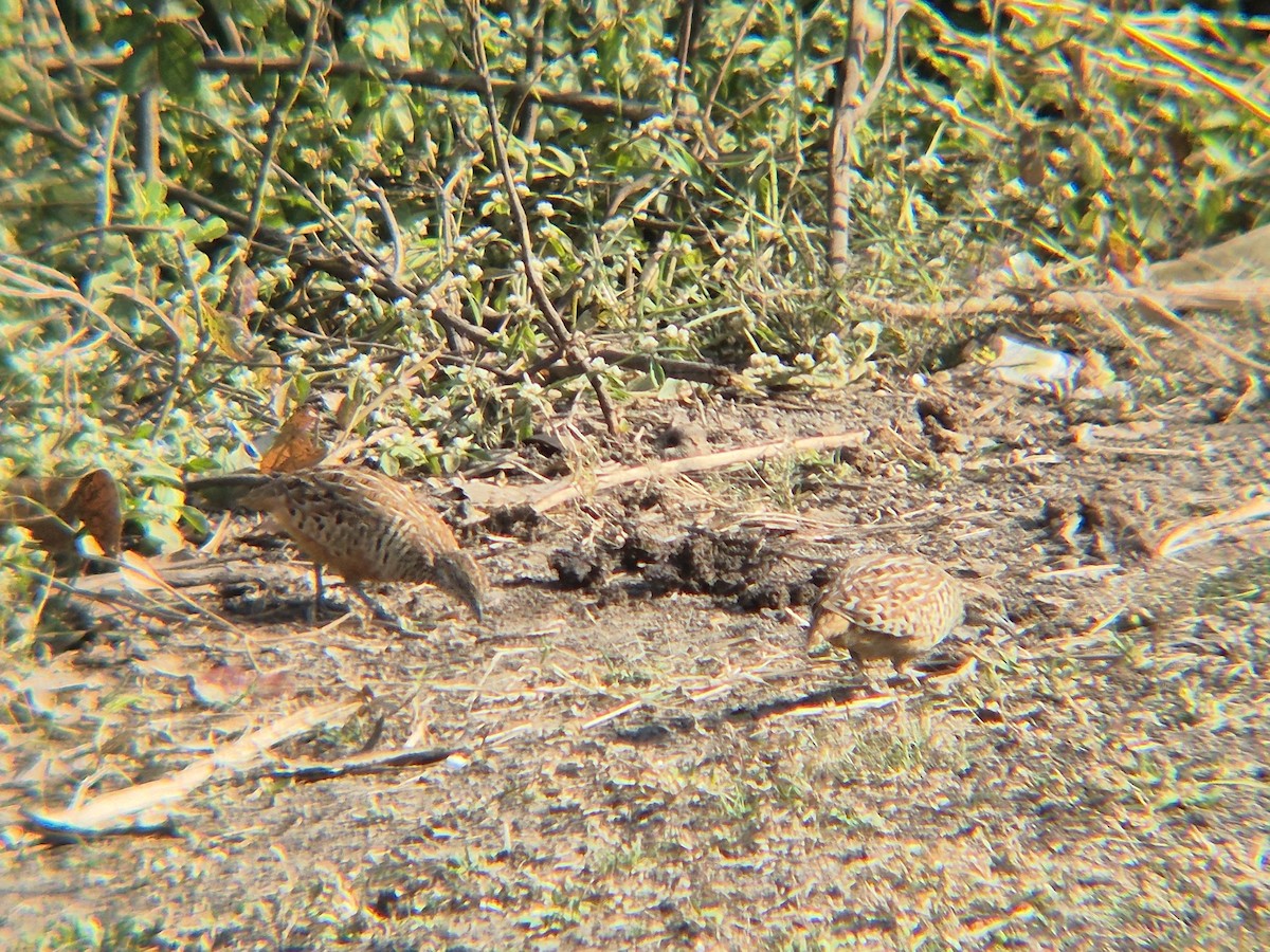 Barred Buttonquail - ML646187958