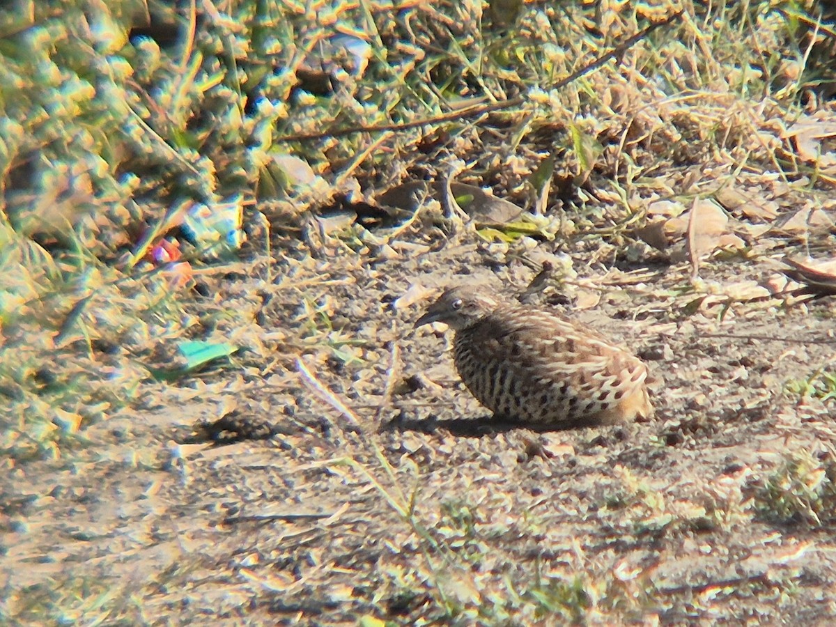 Barred Buttonquail - ML646187959