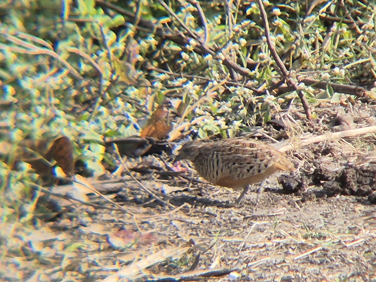 Barred Buttonquail - ML646187960