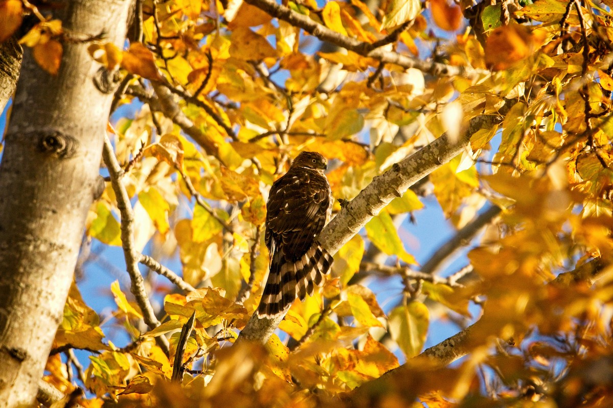 Cooper's Hawk - ML646187962