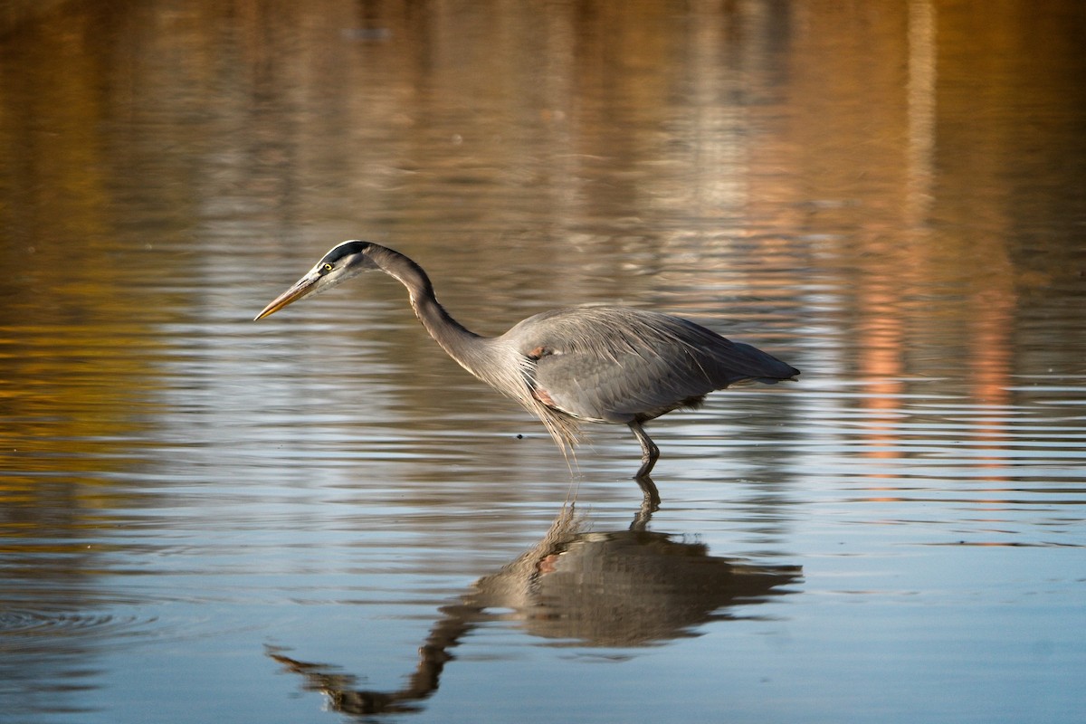 Great Blue Heron - ML646187965
