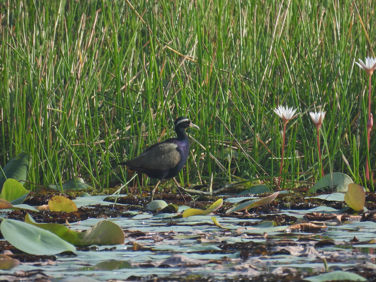 ostnák hnědoocasý - ML646187966