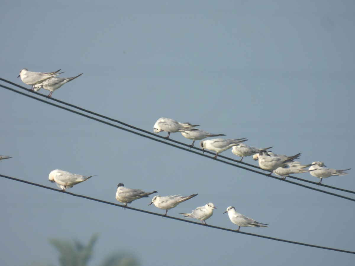 Whiskered Tern - ML646187969