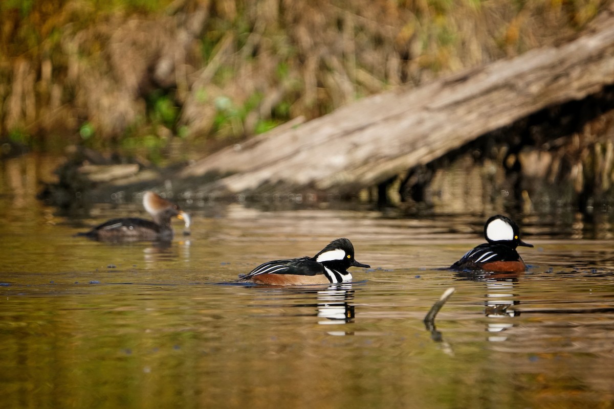 Hooded Merganser - ML646187971