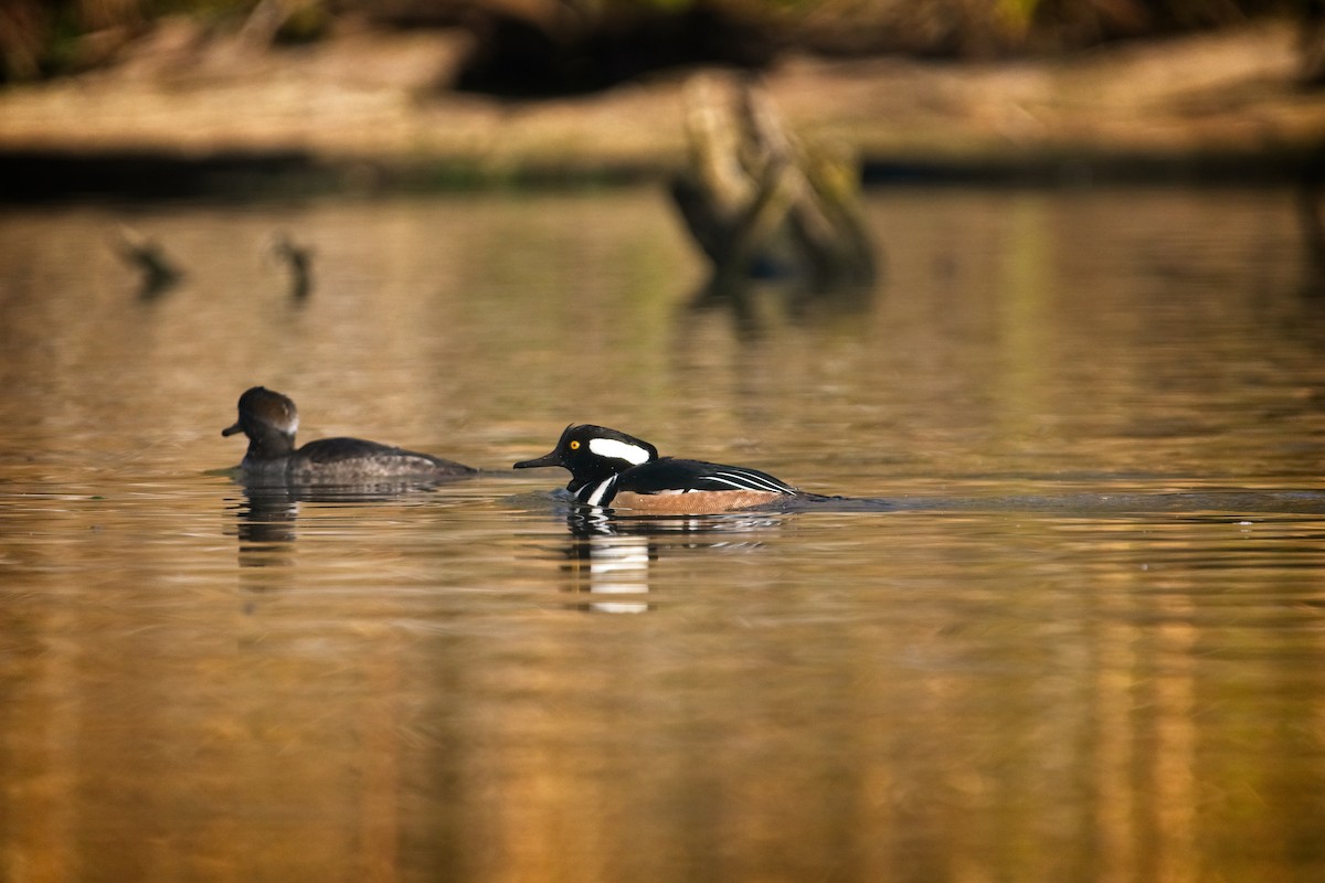 Hooded Merganser - ML646187972