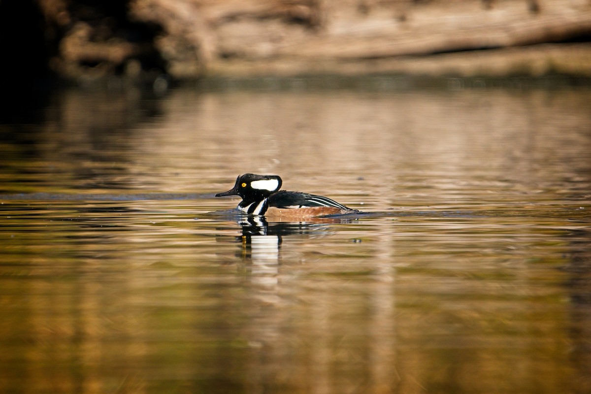 Hooded Merganser - ML646187973