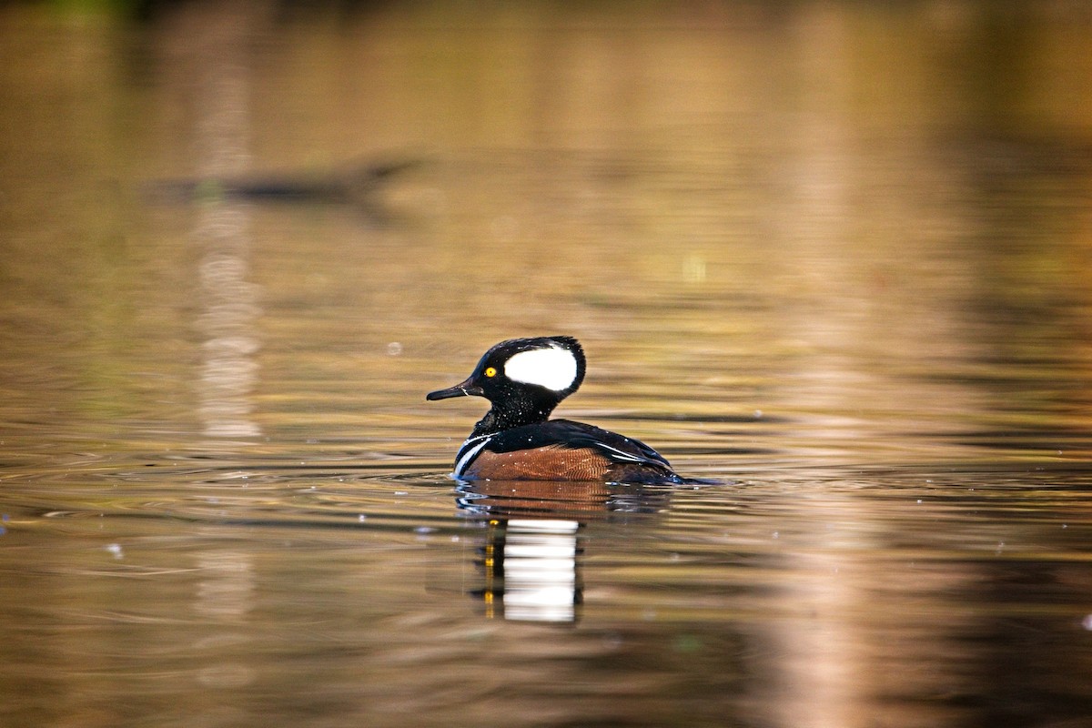 Hooded Merganser - ML646187974