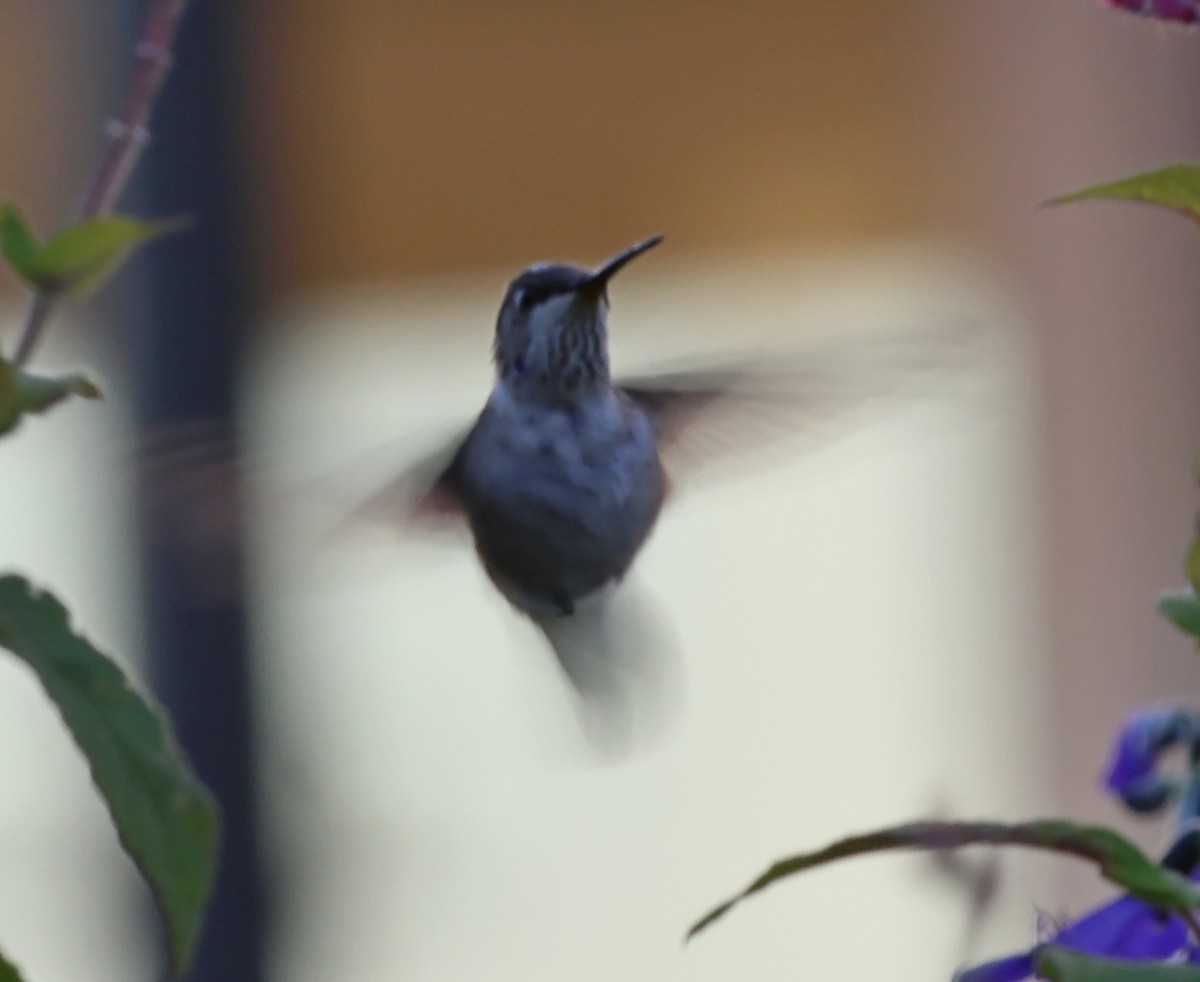 Black-chinned Hummingbird - ML646187977