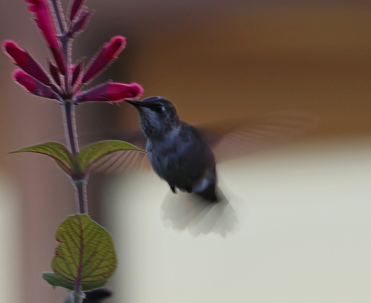Black-chinned Hummingbird - ML646187978