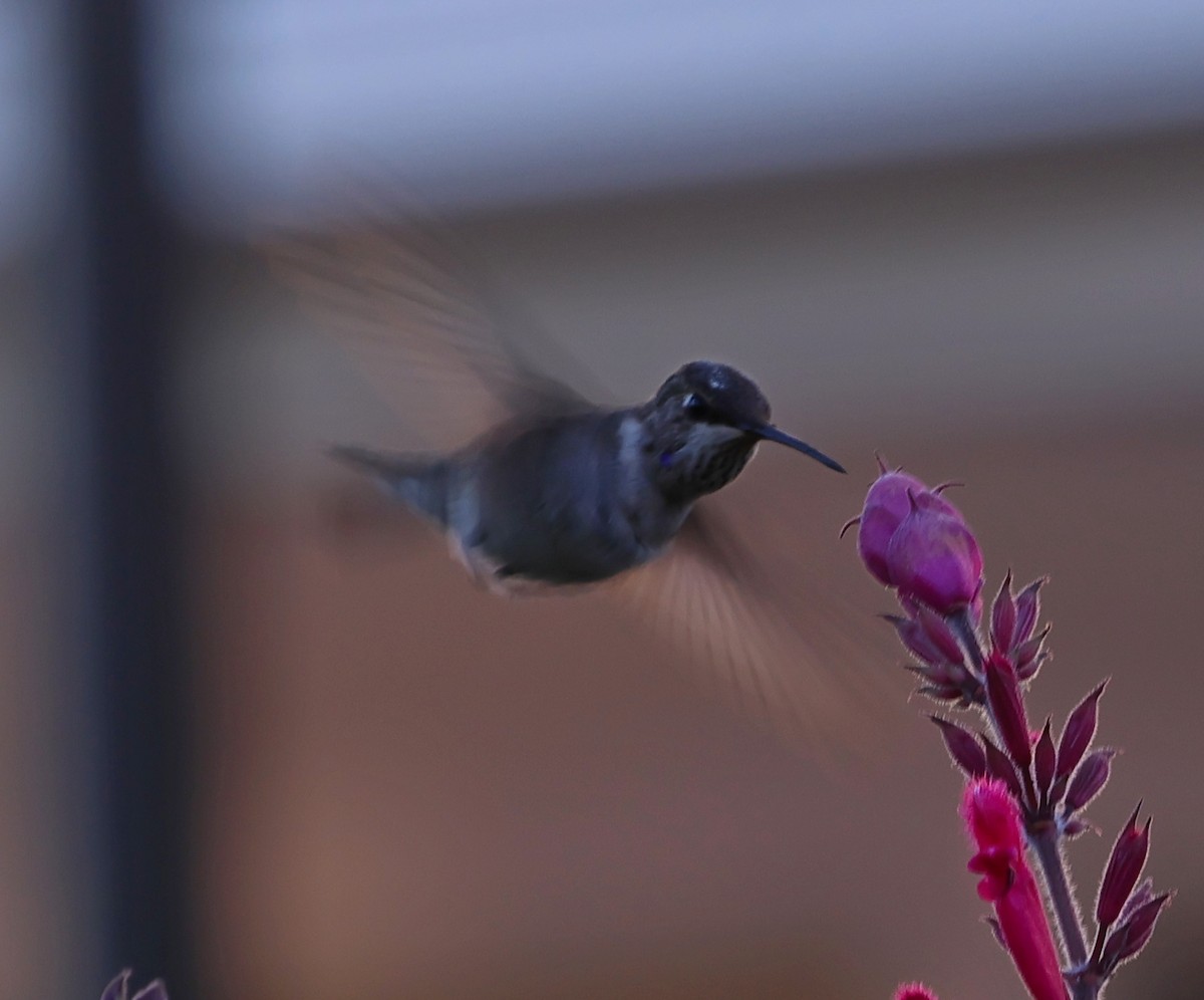 Black-chinned Hummingbird - ML646187979
