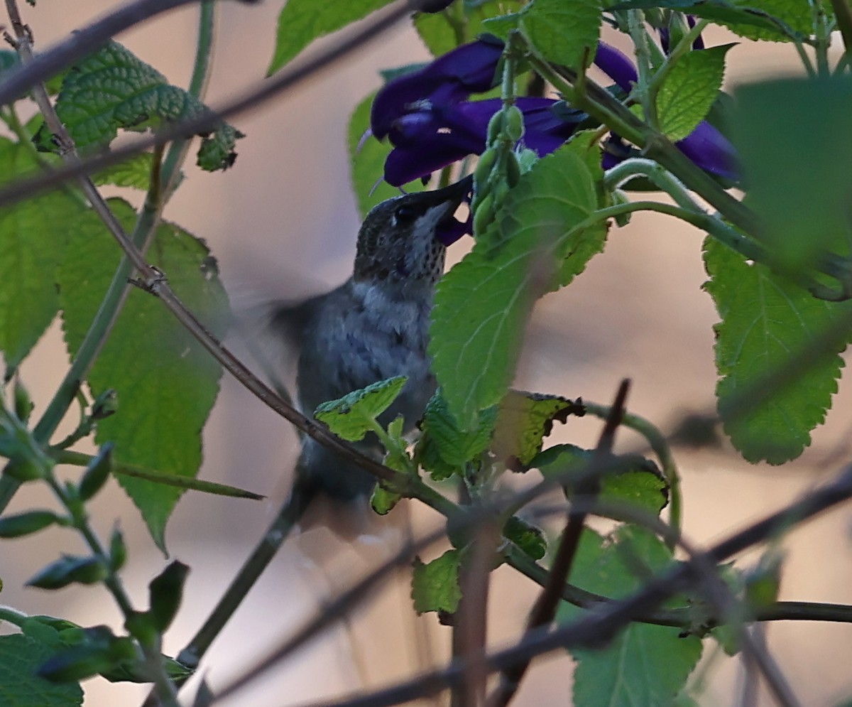 Black-chinned Hummingbird - ML646187980