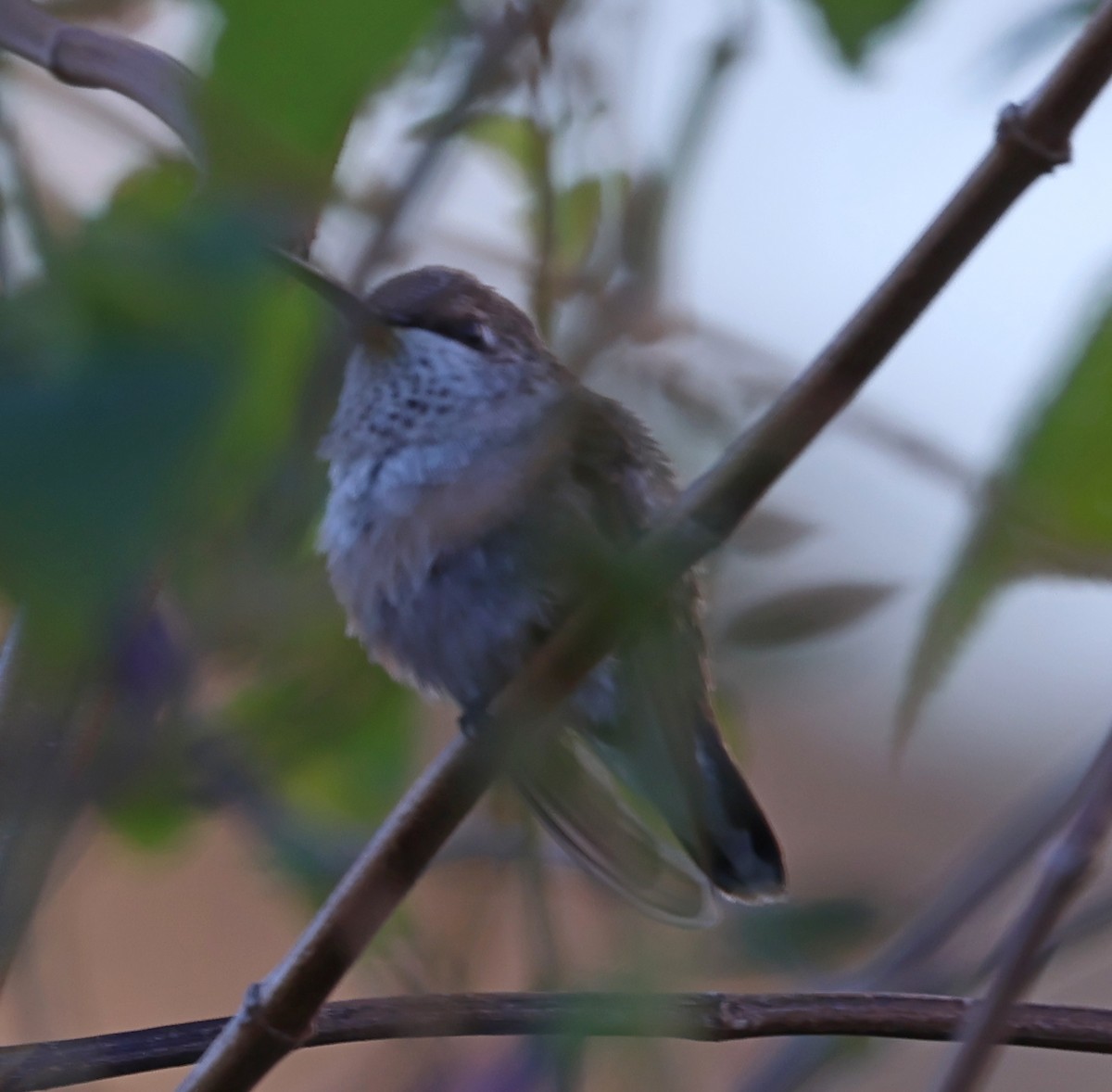 Black-chinned Hummingbird - ML646187983