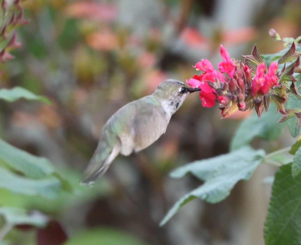 Black-chinned Hummingbird - ML646187985