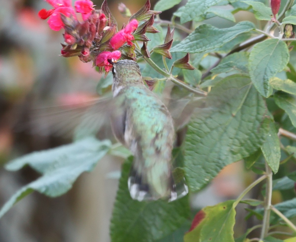 Black-chinned Hummingbird - ML646187986