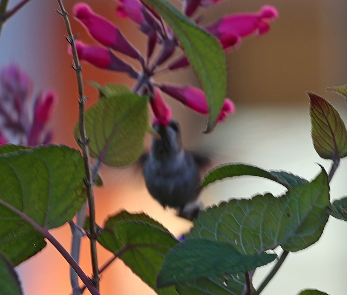 Black-chinned Hummingbird - ML646187988