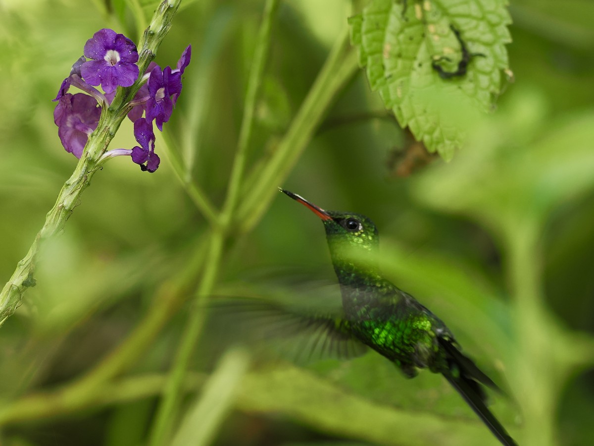 Golden-crowned Emerald - ML646187989